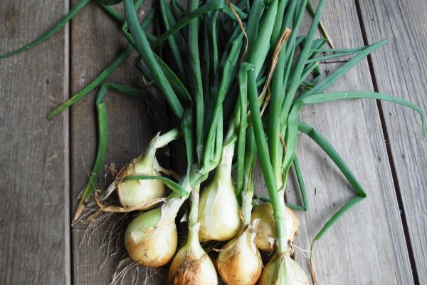 Kraken onion ссылка