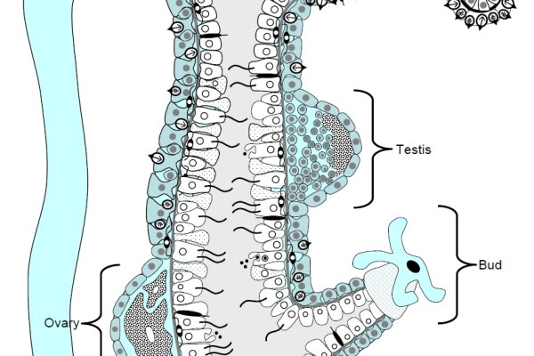 Кракен драг