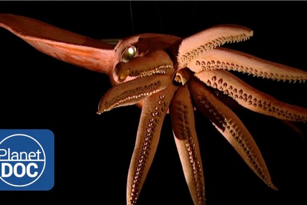Kraken 6 at